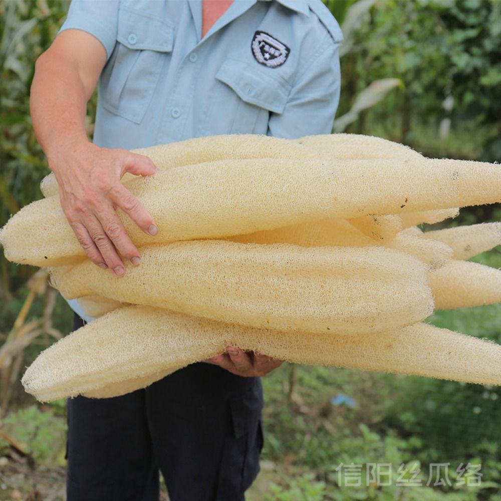 Body Loofah Natural - Doğal lif kabağı Luffa sünger uzun