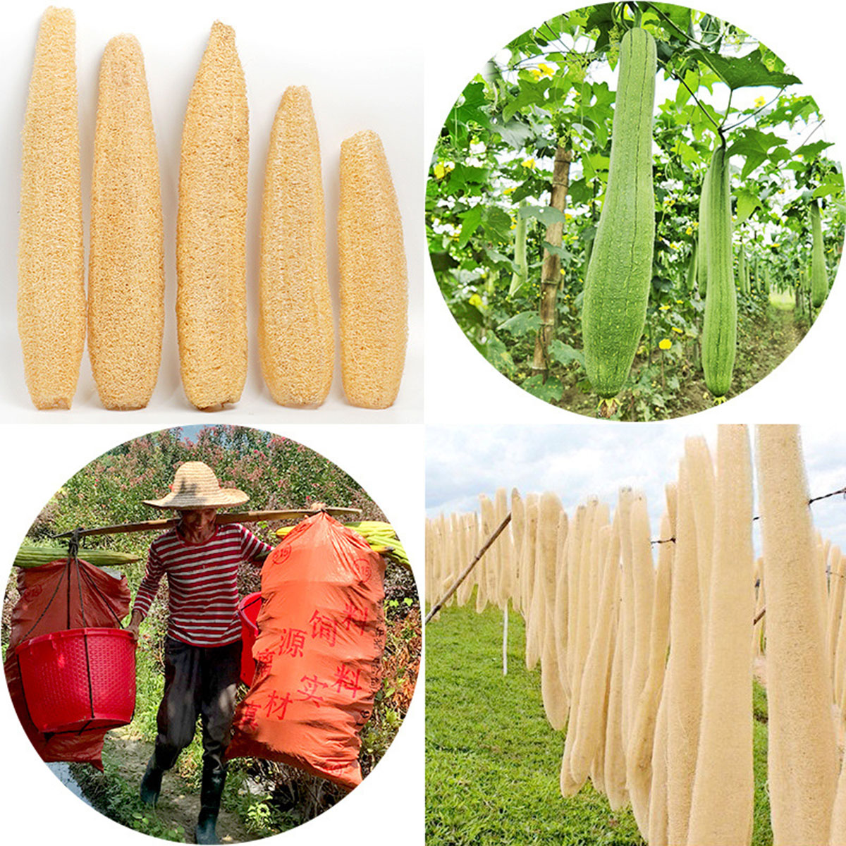 1 adet doğal lif kabağı sünger - Body Loofah Natural incelemesi ve fiyatı