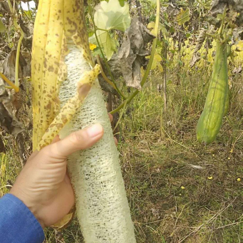 Doğal lif kabağı Luffa sünger  - Body Loofah Natural incelemesi ve fiyatı